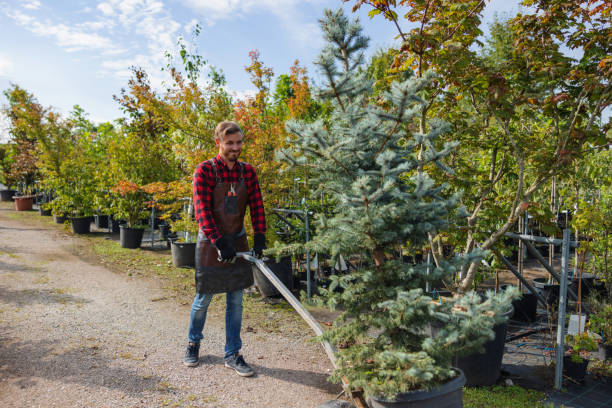 Professional Tree Service in Fulton, NY